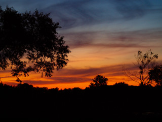 Obraz premium silhouette of a tree at sunset