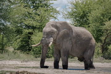 Fototapeta na wymiar Elephant Bull Savuti 