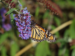 butterfly on flower