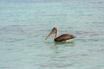 beautiful pelican on the sea in venezuela