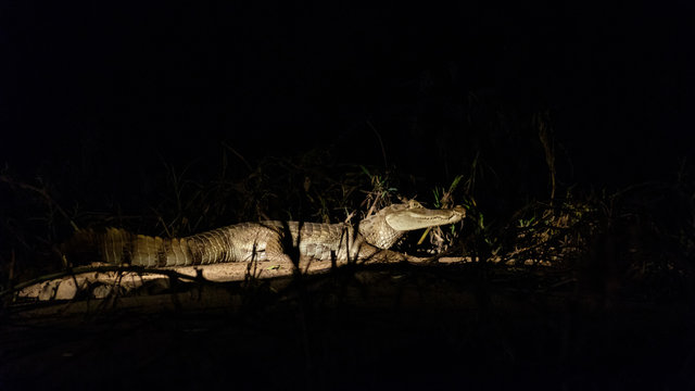 white caymen at night