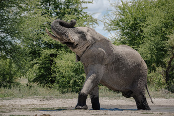 Fototapeta premium Elephant Bull Savuti 