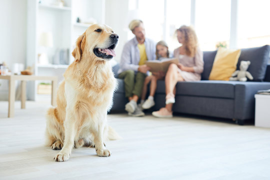 Young purebred fluffy golden labrador sitting on the floor of living-room with young family reading on background