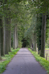 Forest road in the Netherlands