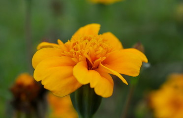 Beautiful yellow flower close-up on blurred green background