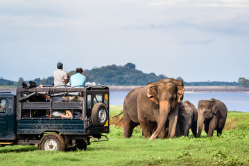 Elepahants safari in Minneriya, Sri Lanka - Mother asian elephant protects here baby elephants from tourist safari jeep in Minneriya National park near Kaudulla park and Dambulla in Sri Lanka. - obrazy, fototapety, plakaty