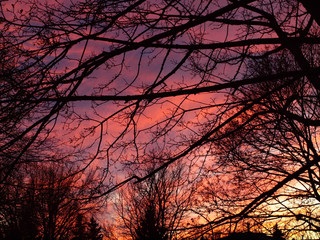 silhouette of tree in sunset