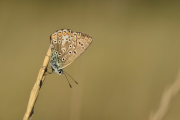 Brown Argus Butterfly, U.K.
Macro image of an insects under wing.