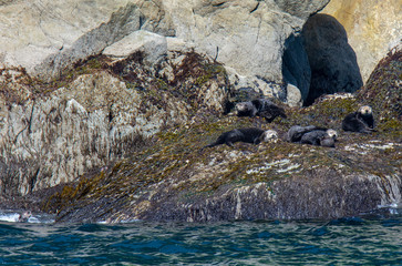 Raft of sea otters dry out on kelp covered rock