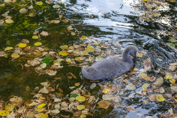 Swan cub swims in the pond