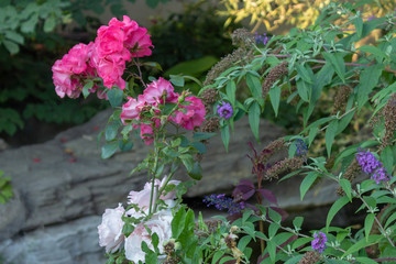 Blue, white and pink flowers in the garden