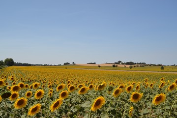 Sunflower plantation on south of France