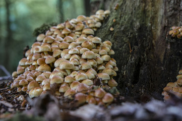 mushrooms on a treetrunk