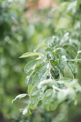 Buds of a pink peony. It can be used as a background