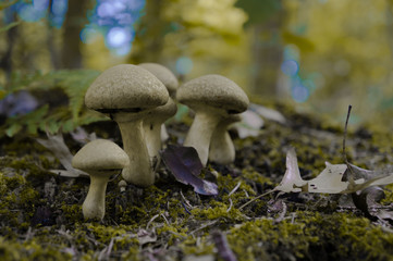 Mushroom on a tree trunk in Autumn Forest in Netherlands