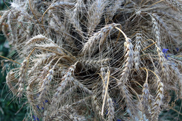 Dry mop of cereal spikelets