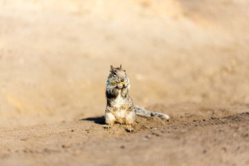 Squirrel eating a piece of corn at the beach