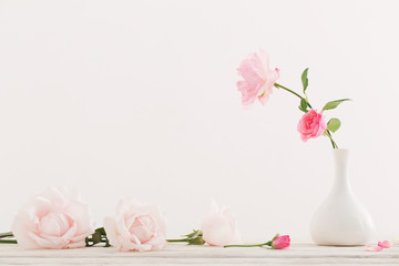 pink roses on white background