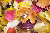 autumn leaves with water drops