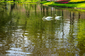 Netherlands,Lisse, VIEW OF DUCKS SWIMMING IN LAKE
