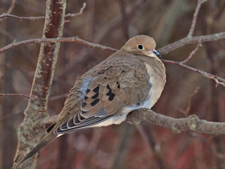 dove on branch
