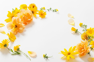 yellow  flowers on white background
