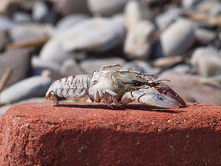 crab on the beach