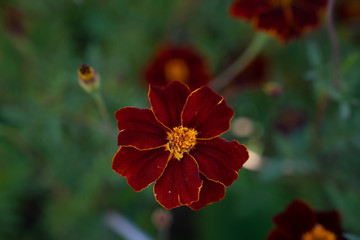 Tagetes erecta