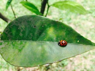 Ladybug on a leaf 