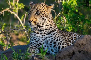 Fototapeta na wymiar Leopard called Quarantine
