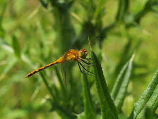 yellow dragonfly on a leaf