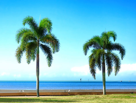 Two palm trees along the beach of Cairns, Queensland, Australia.