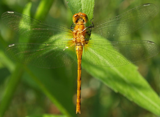 dragonfly on a leaf