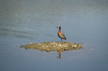 White Faced Whistling Duck