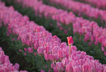 Obraz premium Colorful and bright spring blooms of tulips in the Pacific Northwest