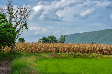 &Aring;kern med tr&auml;det
