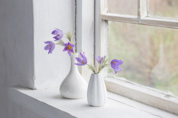 pasque-flowers in vases on windowsill.