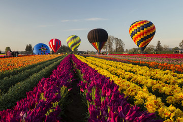 Hot air balloons over colorful fields of tulips in the Pacific Northwest