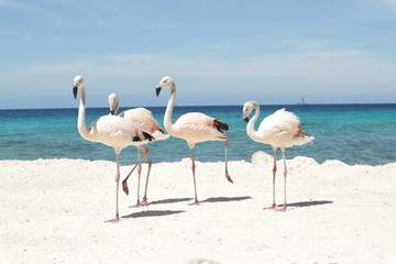 Flamingos na areia branca contra o mar