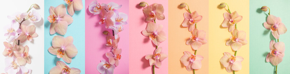 orchids on paper background