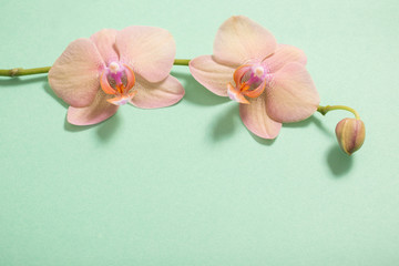 orchids on green background