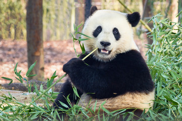 Obraz na płótnie Canvas Giant panda eating bamboo closeup