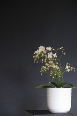 Wild white orchid on a dark blue background