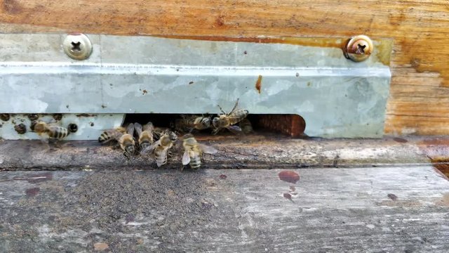 Close up of flying bees. Wooden beehive and bees. A large group of bees flies to the hive. The army of bees is circling near the area of the hive.