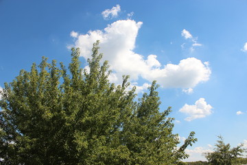 Obraz premium Clouds and tree