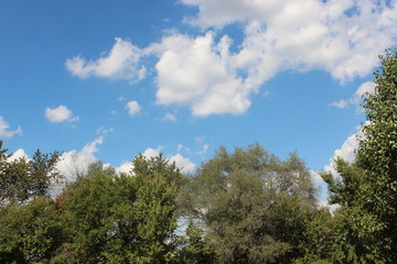 Clouds and tree