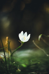 water lily in pond