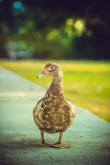 duck on grass