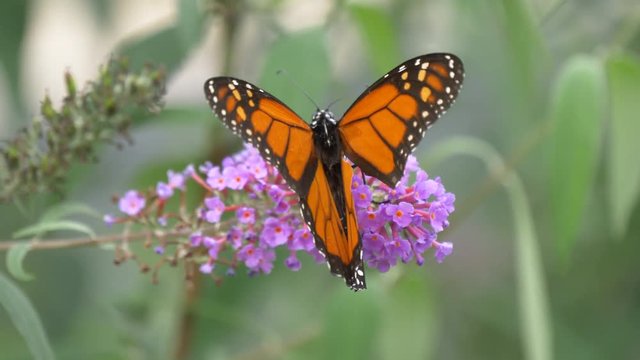 Monarch butterfly wtih a torn wing 4K