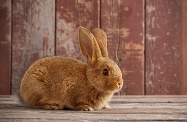 rabbit on old wooden background